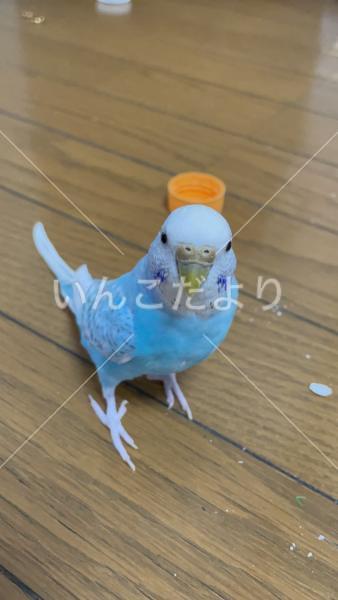 迷い鳥の写真