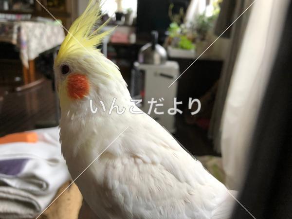 迷い鳥の写真