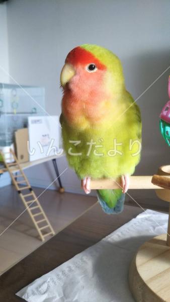 迷い鳥の写真