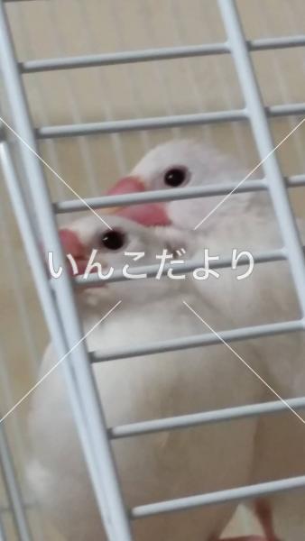 迷い鳥の写真