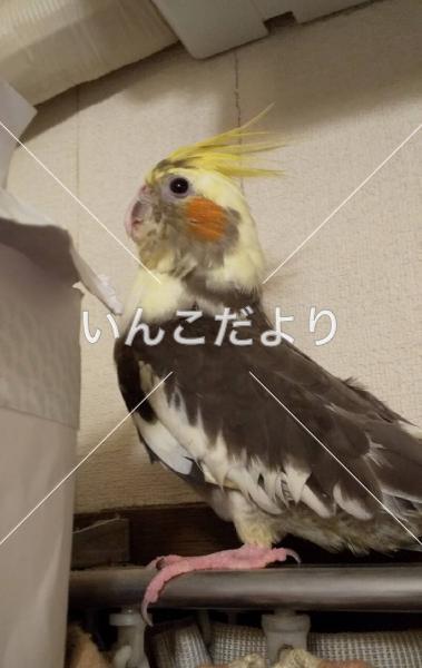 迷い鳥の写真