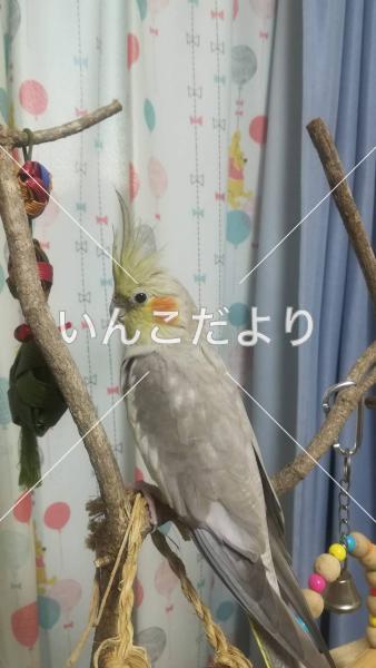 迷い鳥の写真