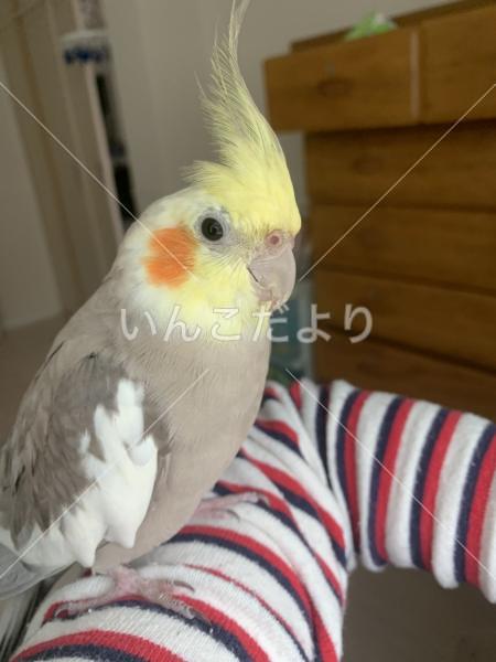 迷い鳥の写真