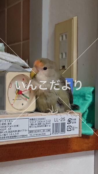 迷い鳥の写真
