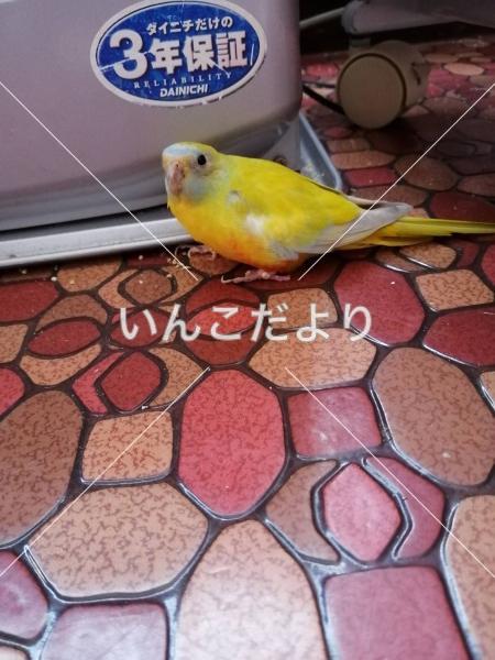 迷い鳥の写真