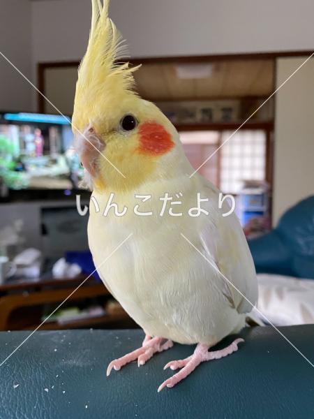 迷い鳥の写真