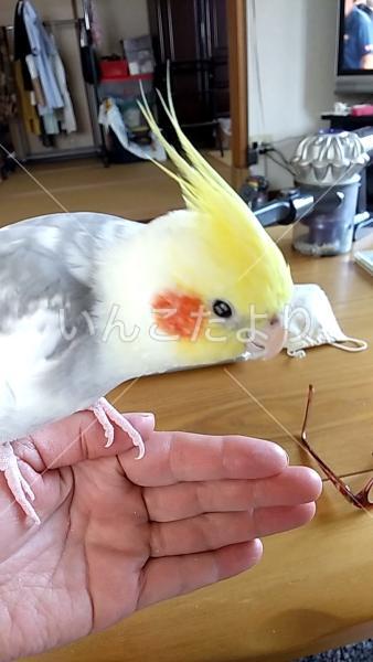 迷い鳥の写真