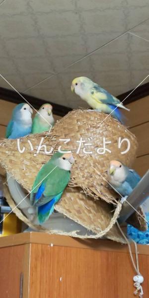 迷い鳥の写真