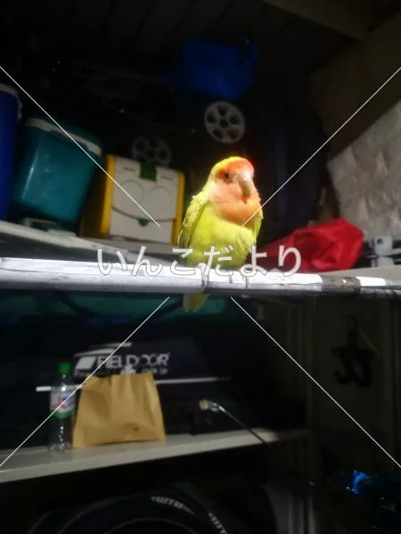 保護鳥の写真