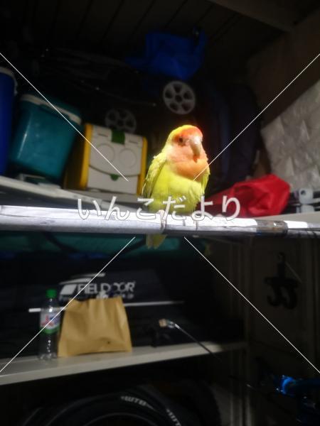 保護鳥の写真