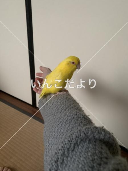 迷い鳥の写真