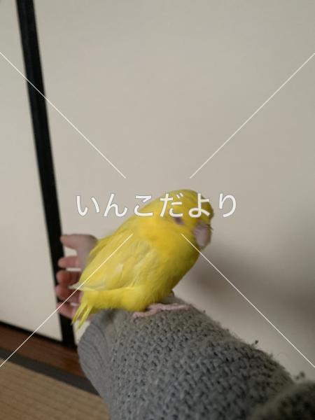 迷い鳥の写真