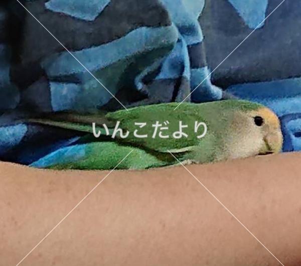 迷い鳥の写真