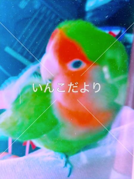 迷い鳥の写真