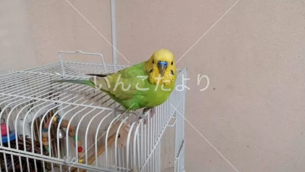 迷い鳥の写真