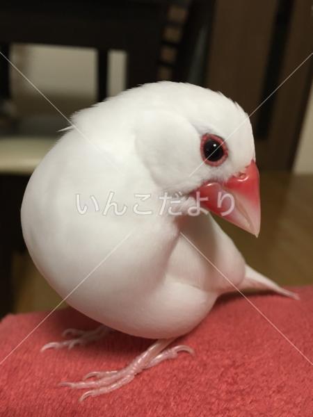 迷い鳥の写真