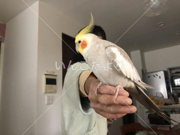 迷い鳥の写真