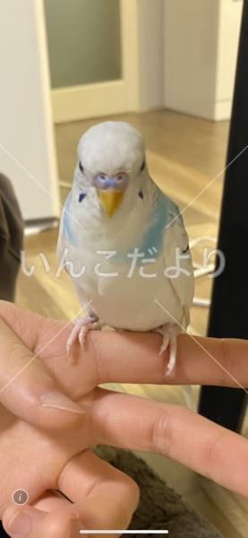 迷い鳥の写真