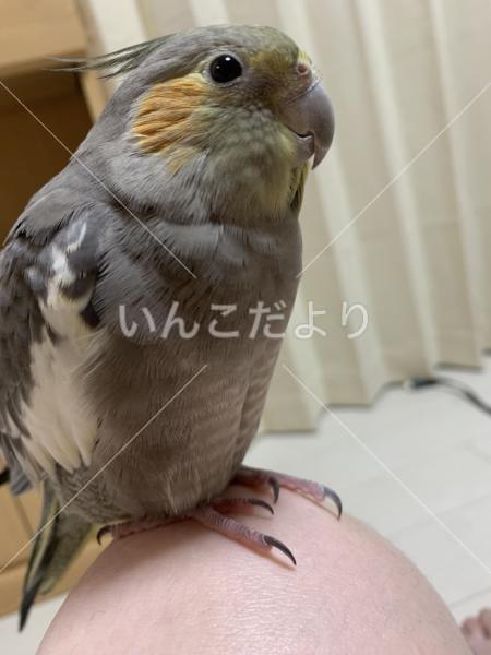 迷い鳥の写真