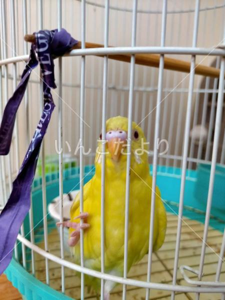 保護鳥の写真