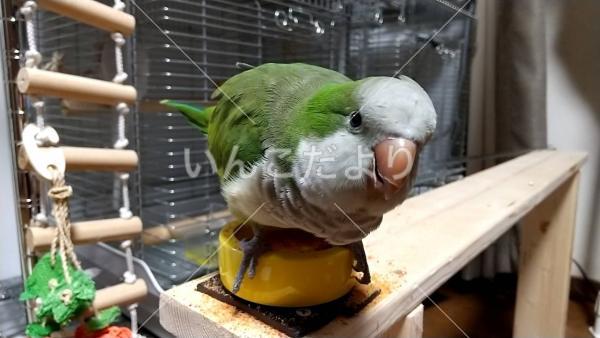迷い鳥の写真