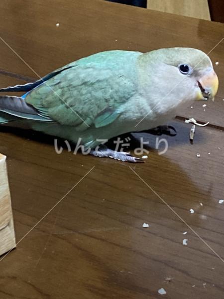 迷い鳥の写真