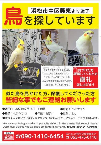 迷い鳥の写真