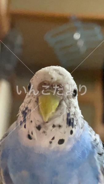 迷い鳥の写真