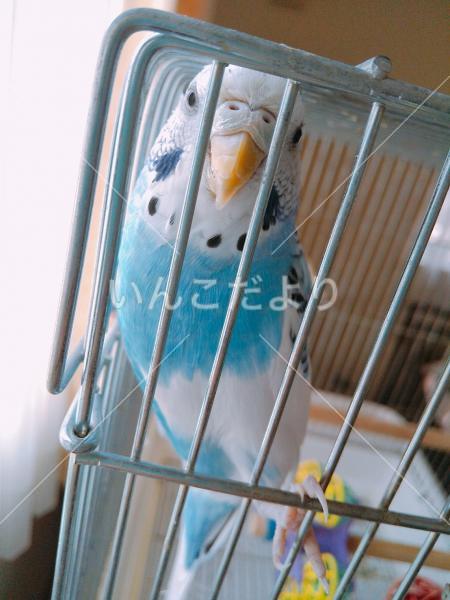迷い鳥の写真