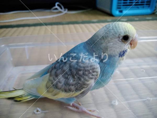迷い鳥の写真