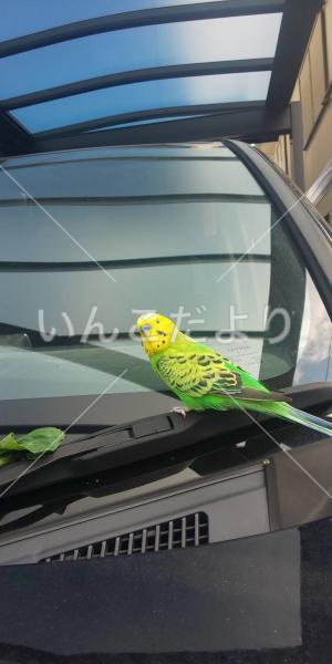 保護鳥の写真