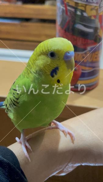 迷い鳥の写真