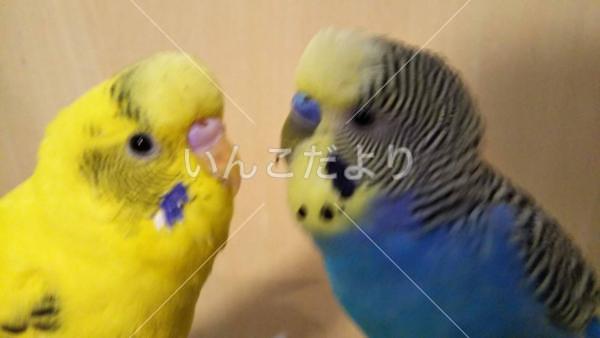 迷い鳥の写真