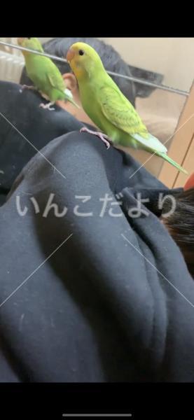 迷い鳥の写真