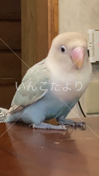 迷い鳥の写真