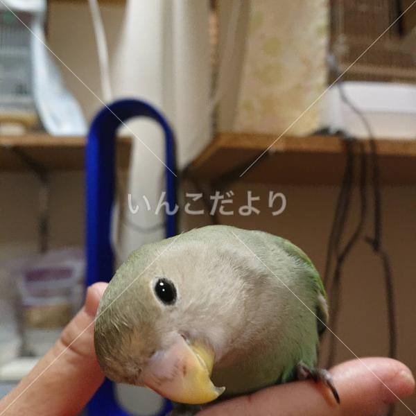 迷い鳥の写真