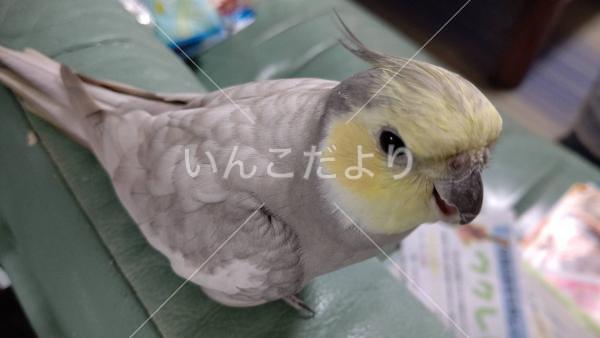 迷い鳥の写真