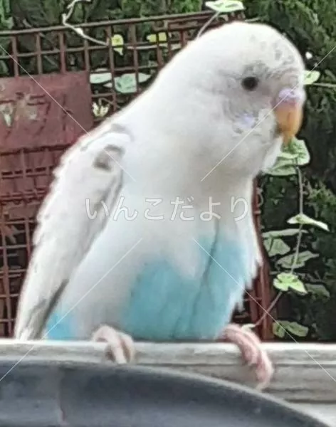 保護鳥の写真