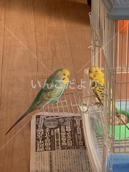 迷い鳥の写真