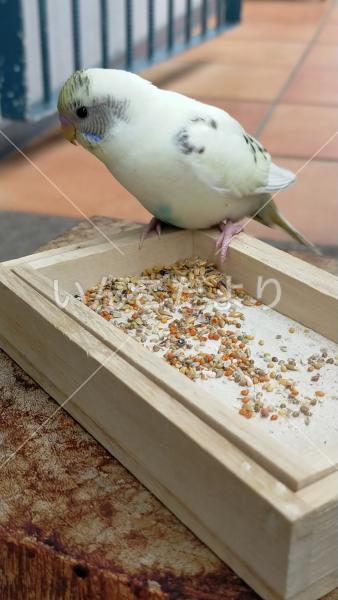 保護鳥の写真