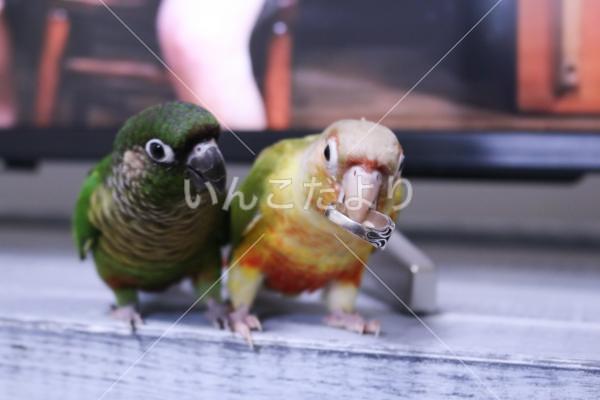 迷い鳥の写真