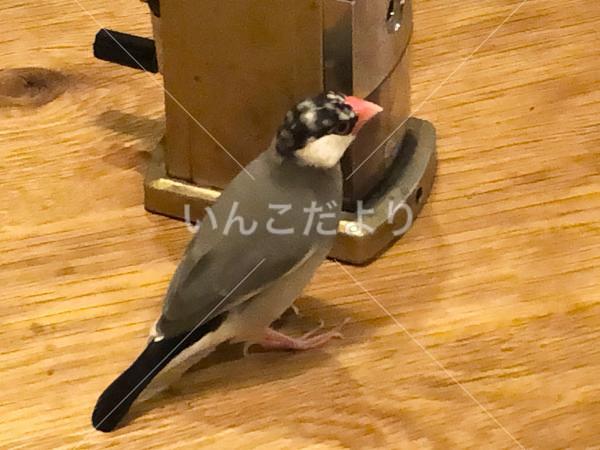 迷い鳥の写真