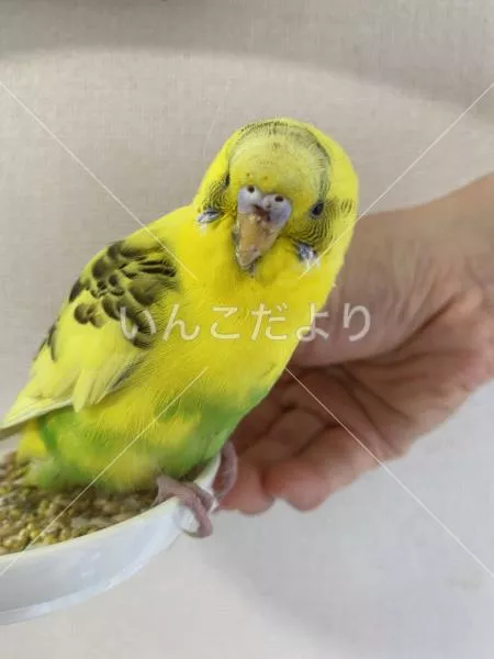 保護鳥の写真