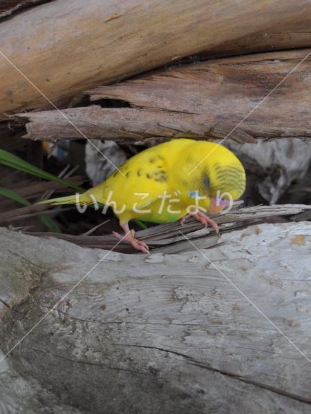 保護鳥の写真