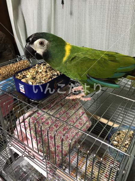 保護鳥の写真