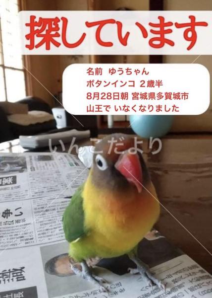 迷い鳥の写真