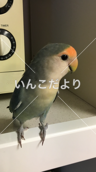 迷い鳥の写真