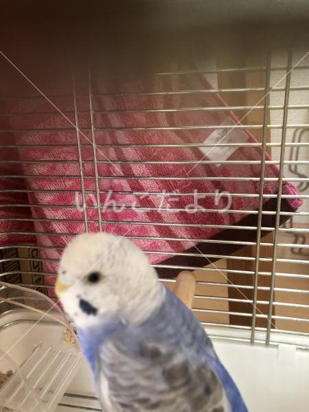 保護鳥の写真
