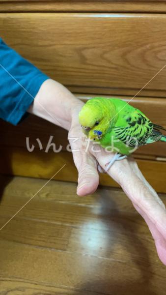 保護鳥の写真