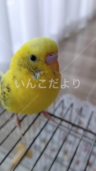 迷い鳥の写真
